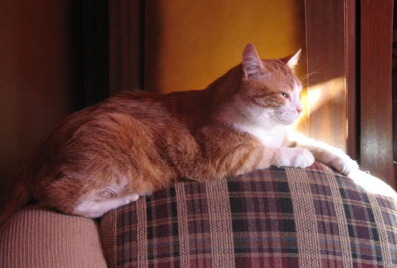 Кризисный возраст? Что меняется в кошке на рубеже 7 лет