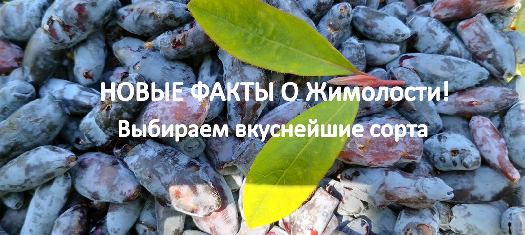 Садоводы! Новые факты! Не упустите шанс! Выбираем вкуснейшие сорта жимолости для мощного урожая и здоровья!