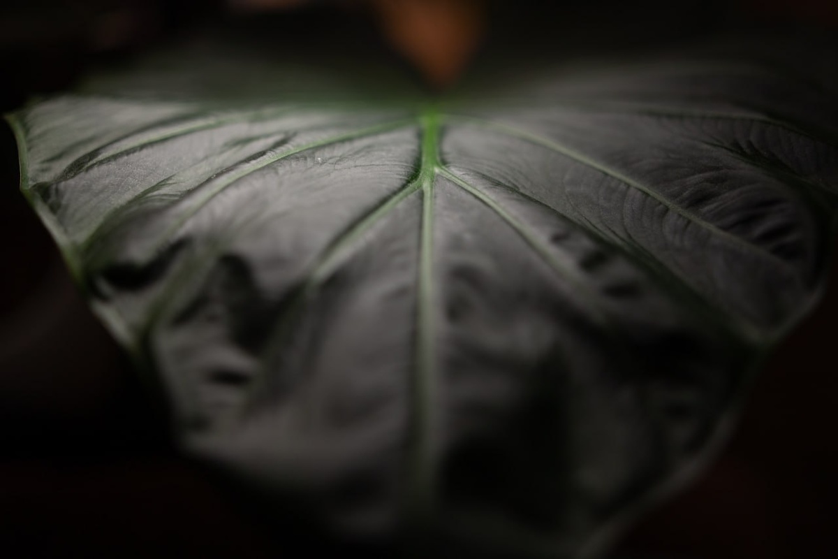 Лист алоказии