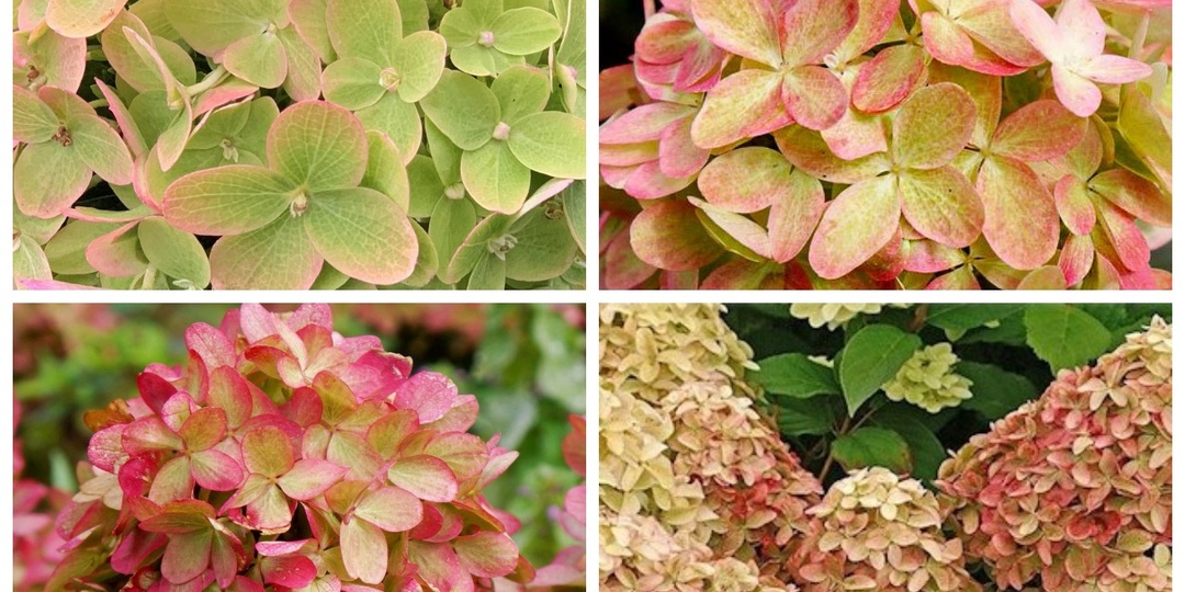 И снова об обрезке метельчатой гортензии. Когда и сколько резать?