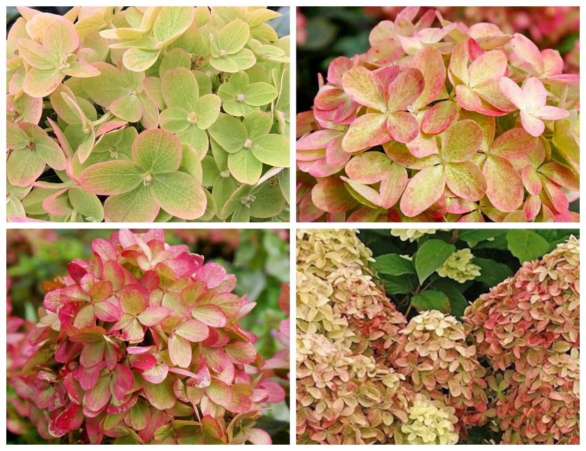 Фото: метельчатая гортензия Граффити