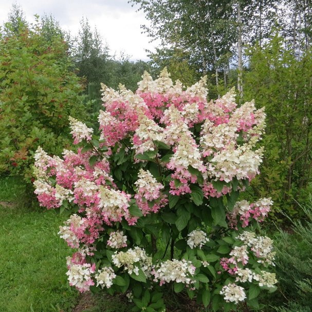 Фото: метельчатая гортензия Пинки Винки