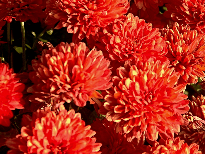 Хризантемы