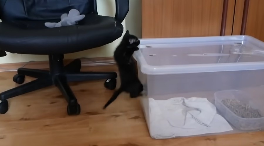 Любопытному котенку интересно все вокруг.