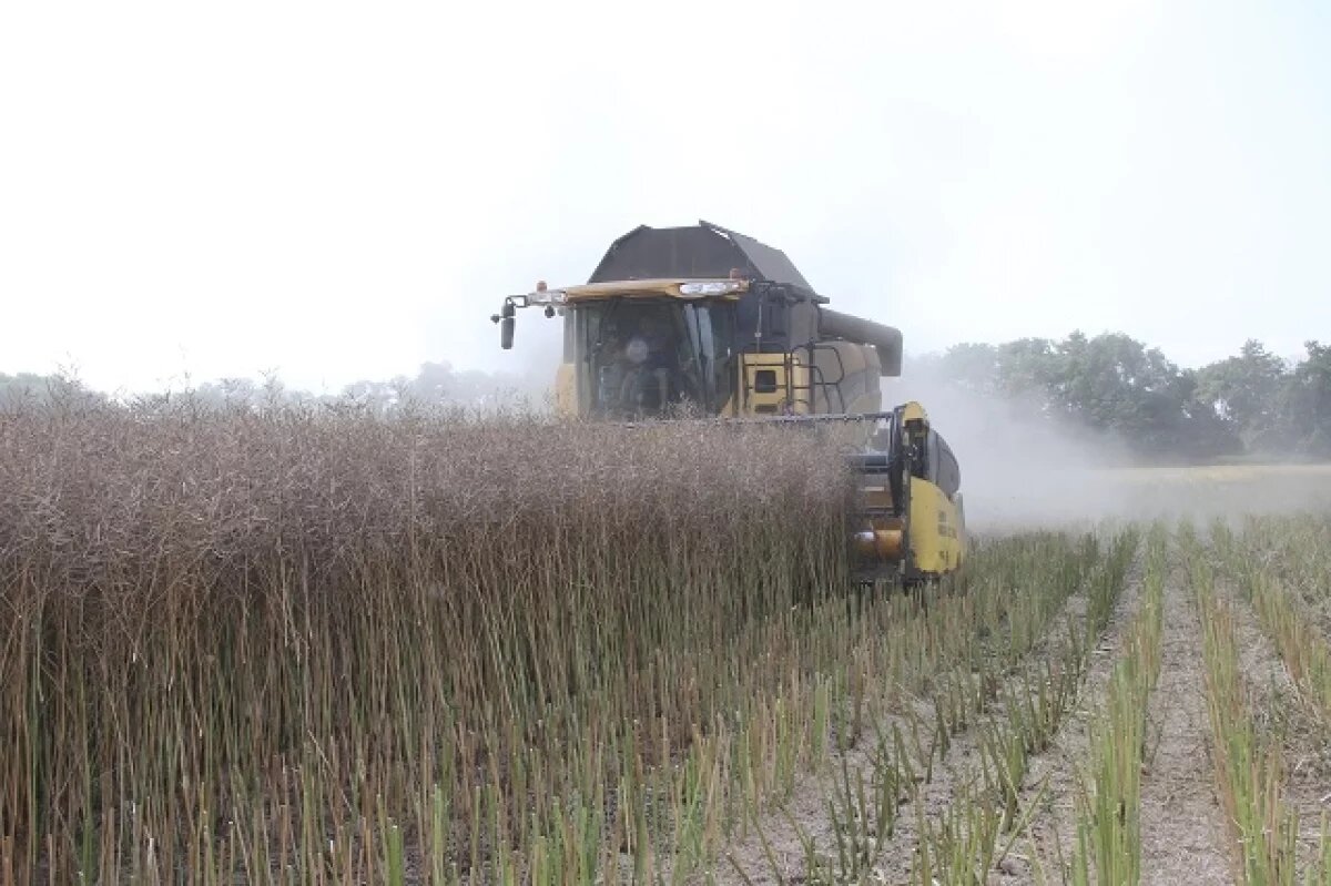    Дай мне злак!