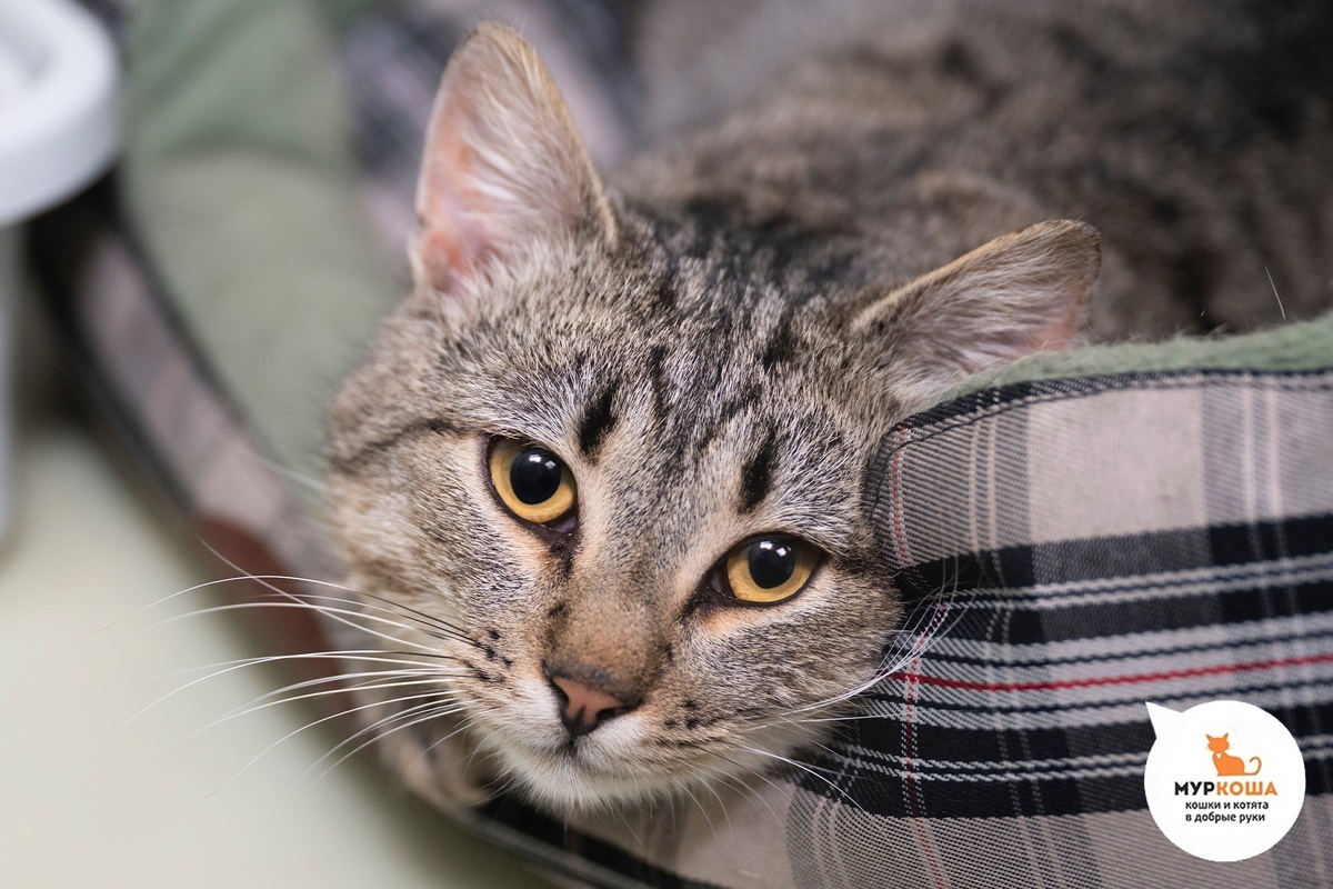 Кабачочек найден на улице.