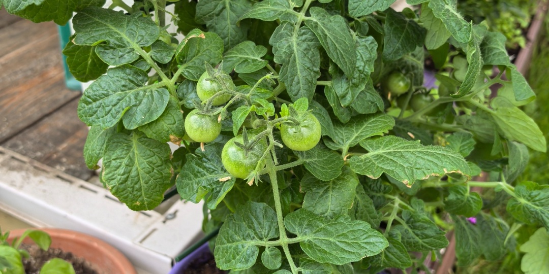 Вот как надо применять ЯНТАРНУЮ кислоту для рассады томатов и других растений