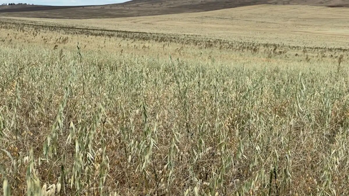 Фото:Минсельхозпрод Бурятии
Бурятия намерена раскрыть потенциал мелиорируемых земель