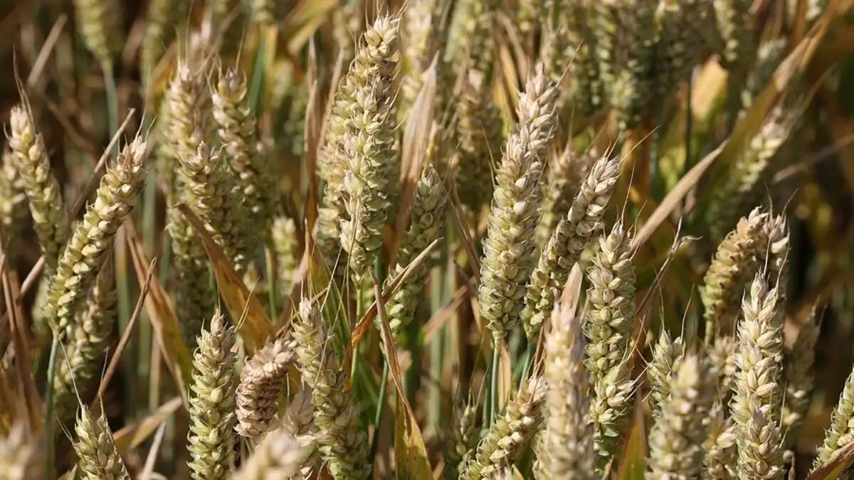 Фото:Tropical Traditions
Посевы компании Tropical Traditions