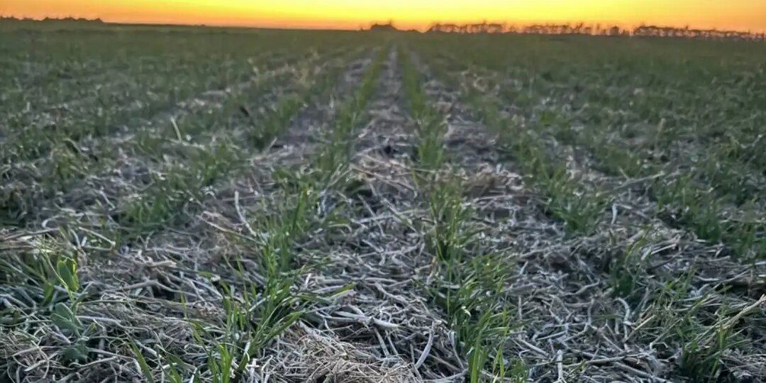 Фермеры, ФГИСы и агрохолдинги: Владимир Плотов о будущем нашей деревни