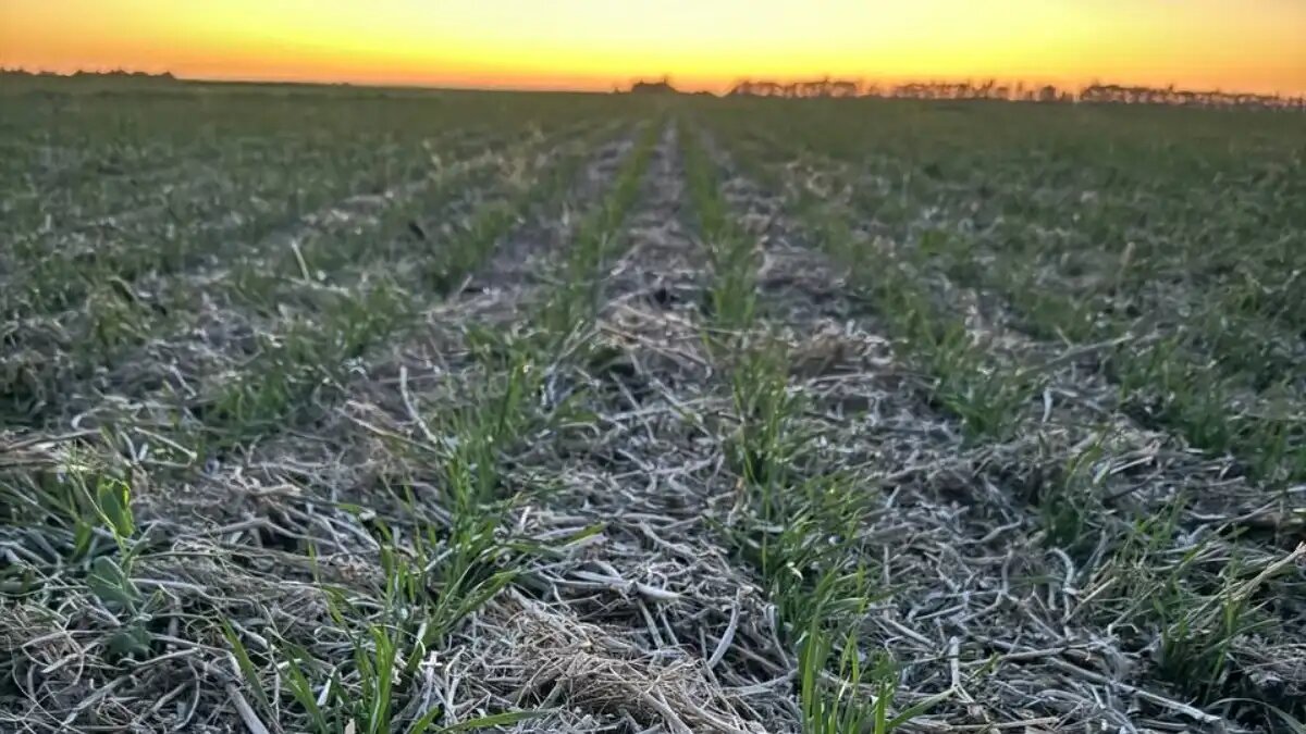 Фото:Владимира Плотова
Озимая пшеница по технологии прямого посева в КФХ «Виктория»