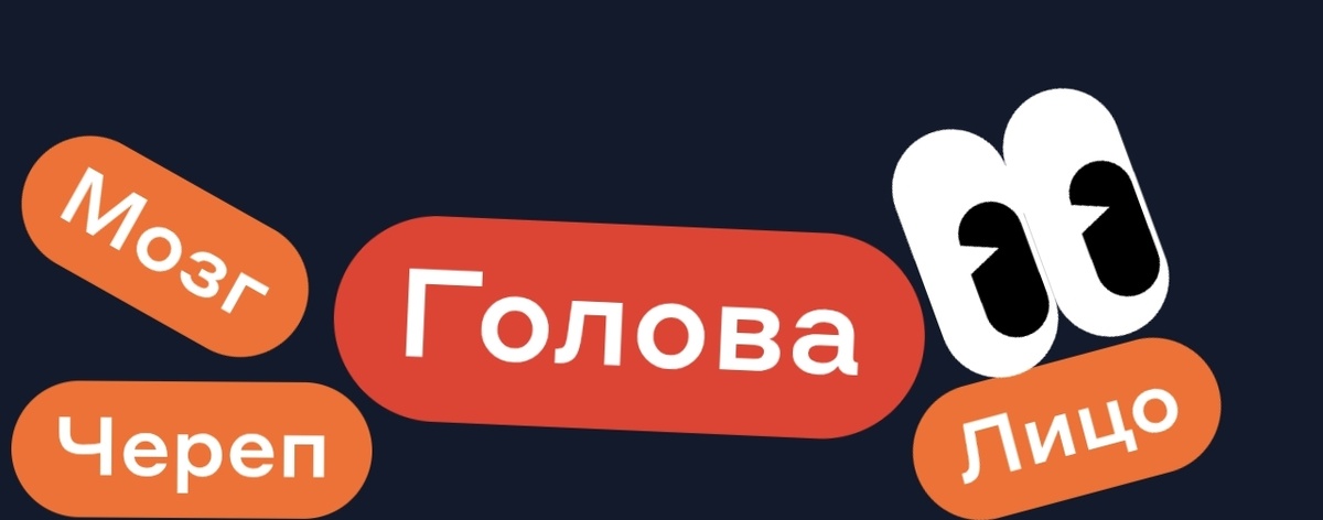 Мозг Череп Лицо - ГОЛОВА
