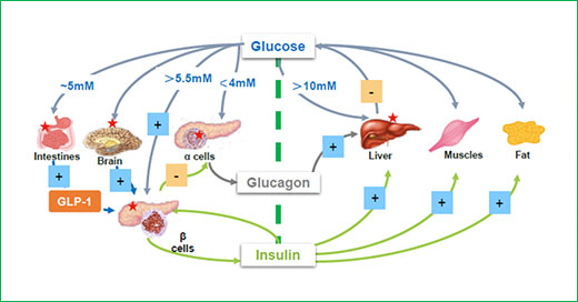 dorzagliatin схема востанавления