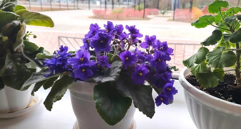    Поливаю фиалки простым настоем этой кожуры — и они расцветают так щедро, словно в дом пришла весна