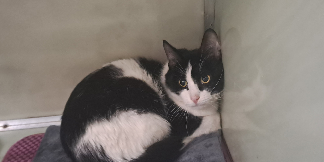 Будни приюта продолжаются и мы принимаем котиков, нуждающихся в доме