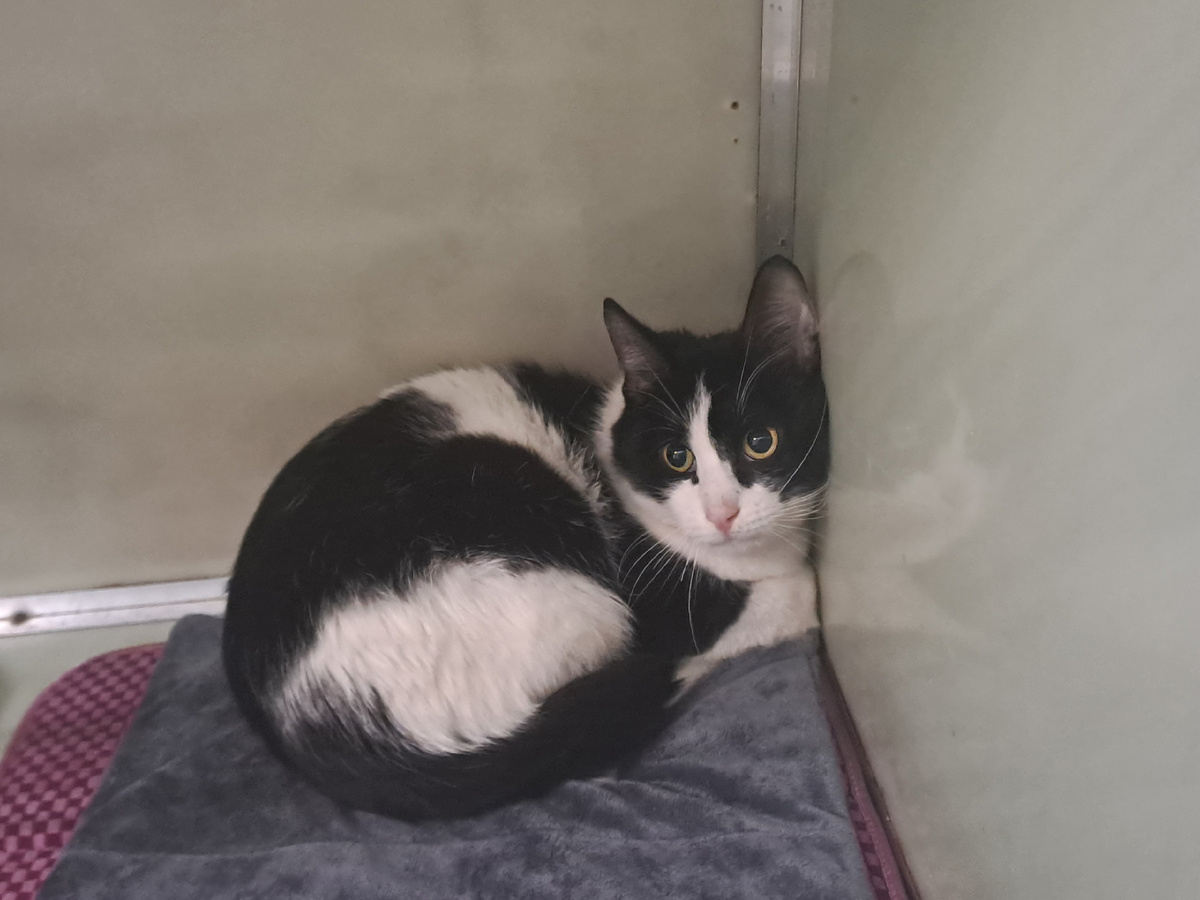 Черно-белый Денчик был спасён с улицы.