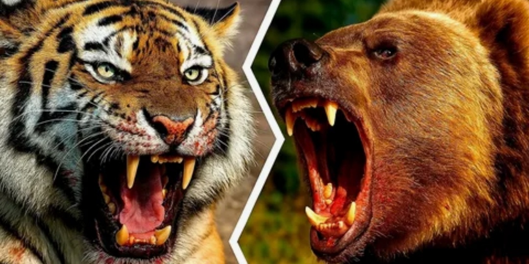 Смертельный риск: могут ли тигры убивать медведей?