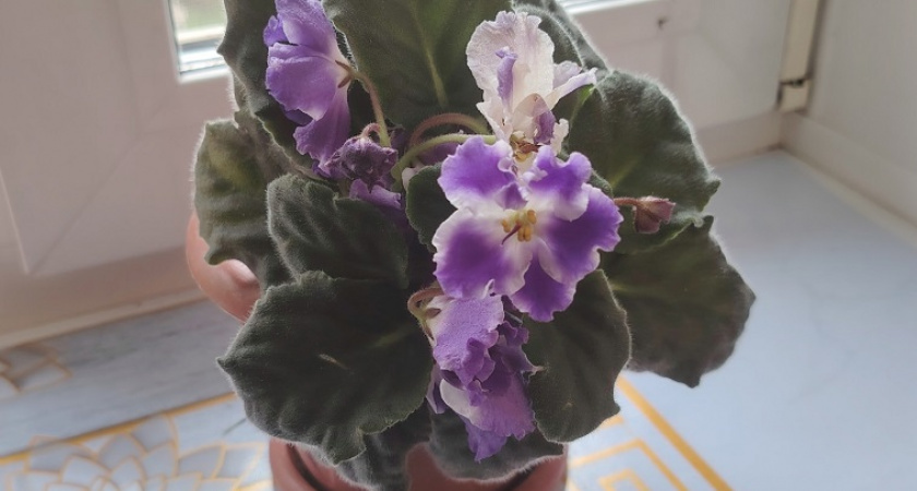    Обрезал фиалку в ноябре по 3 правилам: цветок изменился до неузнаваемости - вот в чем секрет