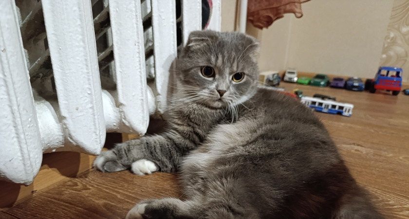    Фото: progorod43.ru