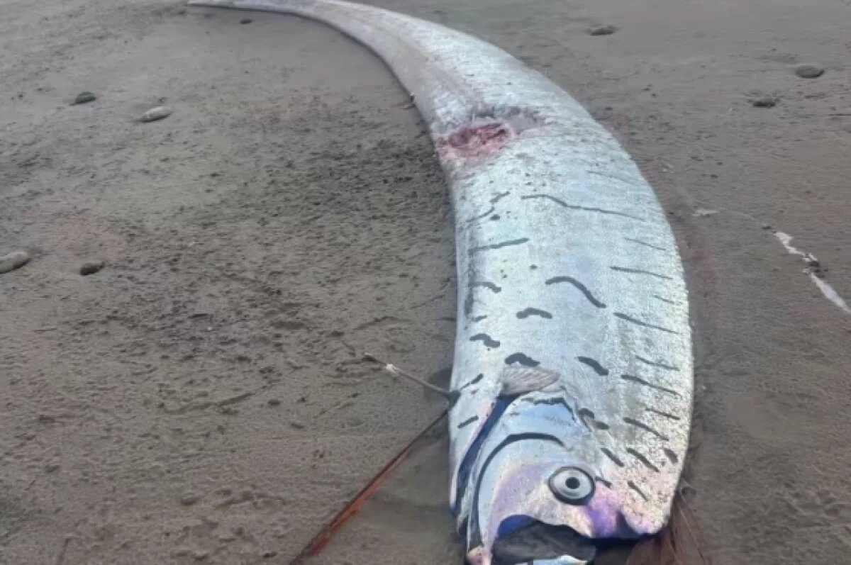    Океанолог Таврический: рыба Судного дня на берегу Тасмании - тревожный знак