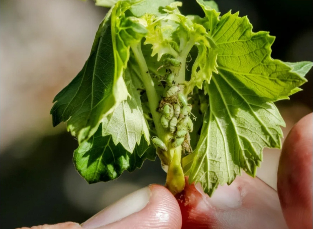 Тля на смородине