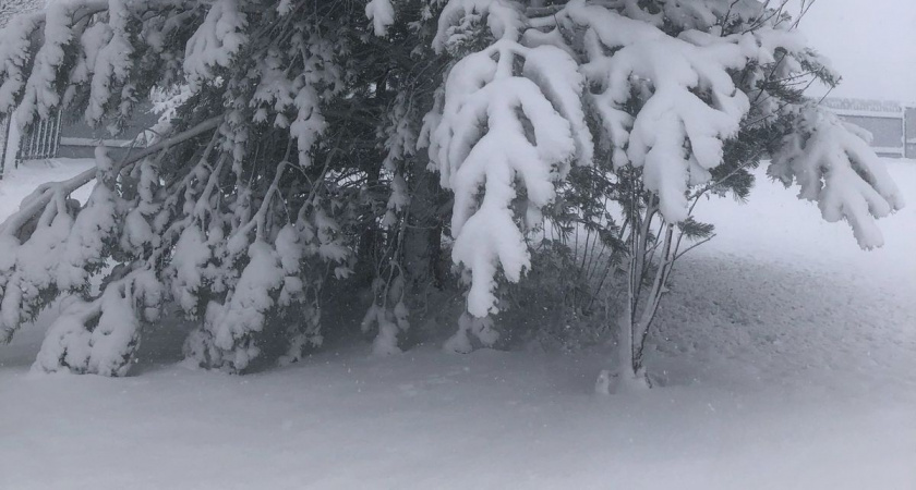    фото bryansk.news