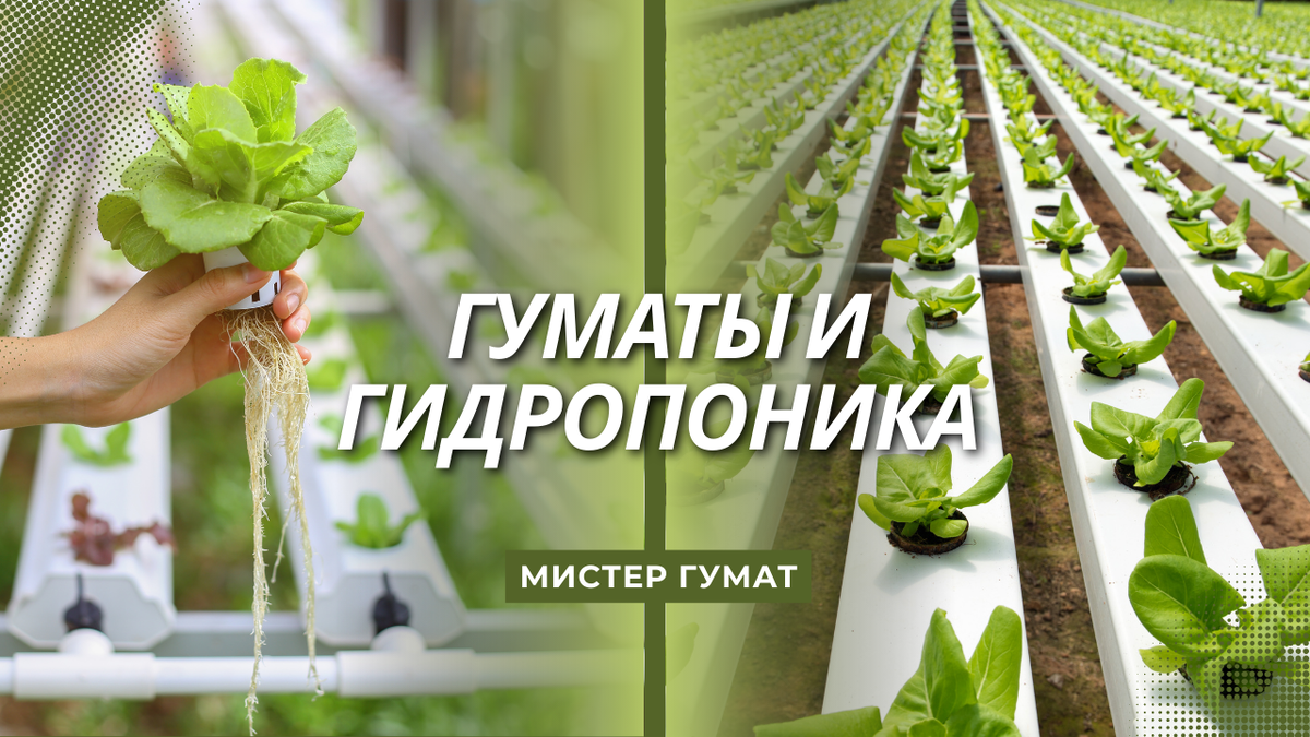 Современные гуминовые препараты, особенно на основе бурого угля, отлично сочетаются с гидропоникой — если знать, как и зачем их использовать.