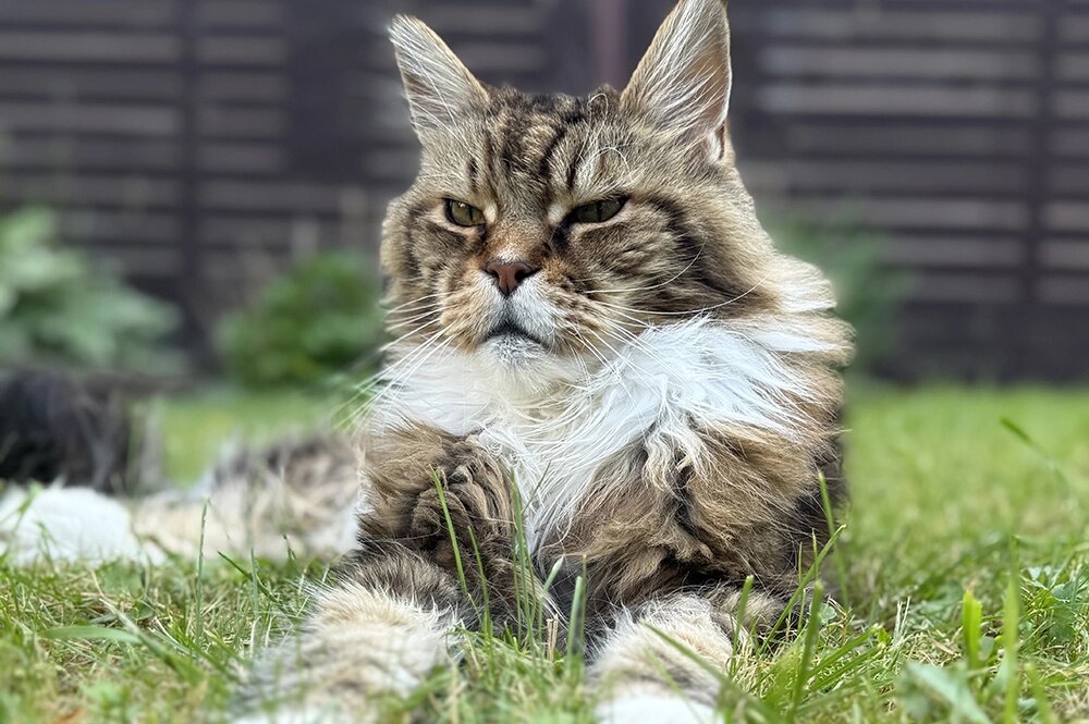    Шелдон — кот породы мейн-кун —считает себя хозяином дома. Фото: Фото из личного архива Родиона Газманова