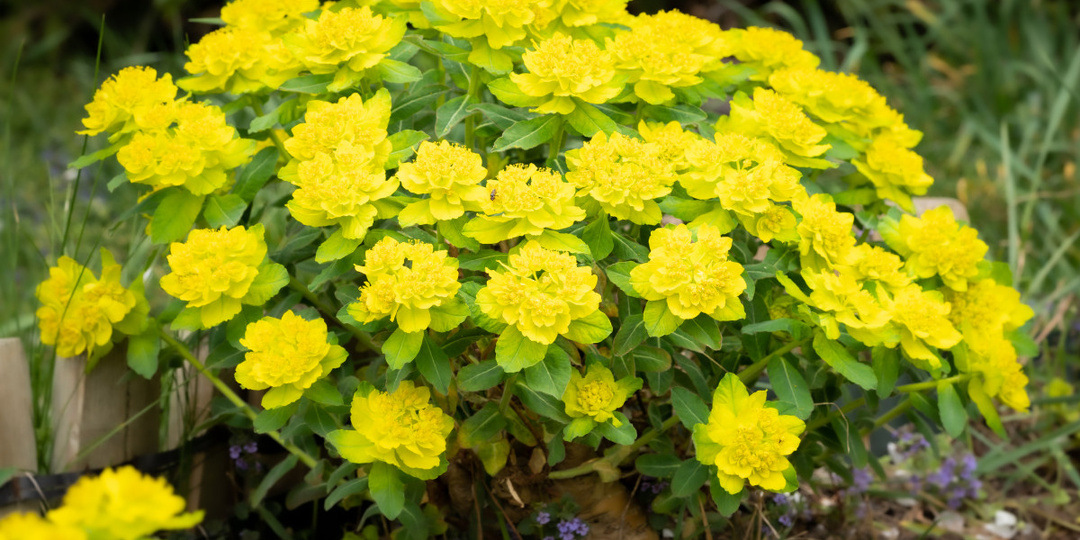 МОЛОЧАЙ — РАСТЕНИЕ УДИВИТЕЛЬНОЙ КРАСОТЫ И ПОЛЬЗЫ