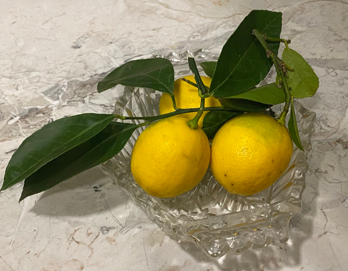 Абхазские лимоны с листиками. Фото автора