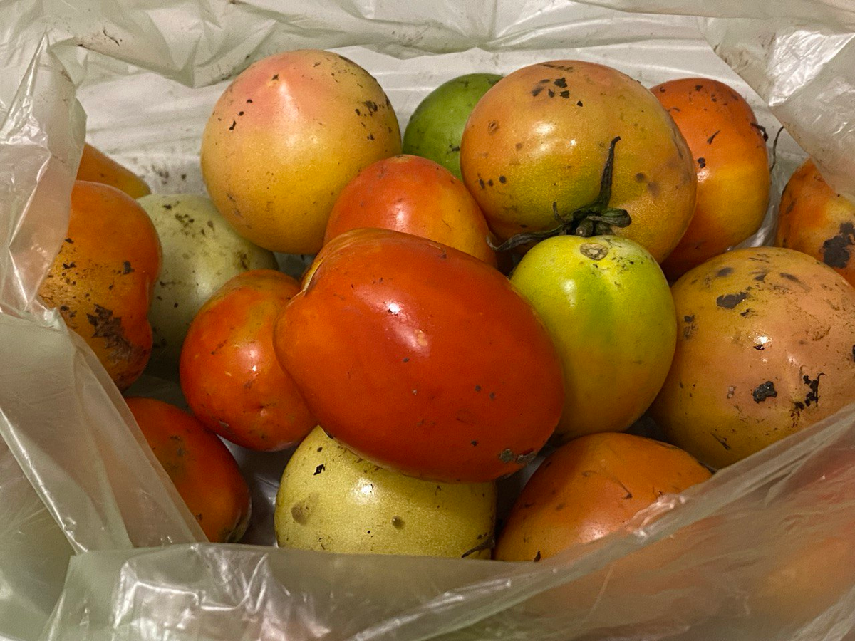 Ноябрьские помидоры с поля. Фото автора