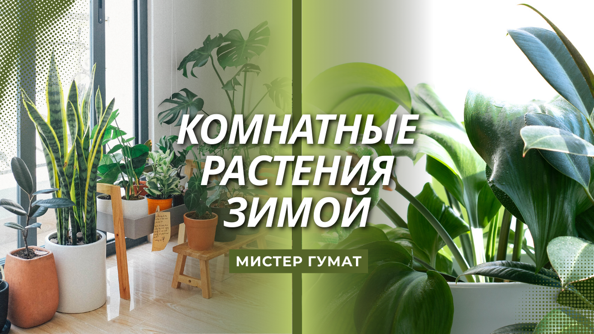 💡 Зимой растения не спят, но живут медленнее — и главное правило этого времени звучит просто: не мешайте им отдыхать.