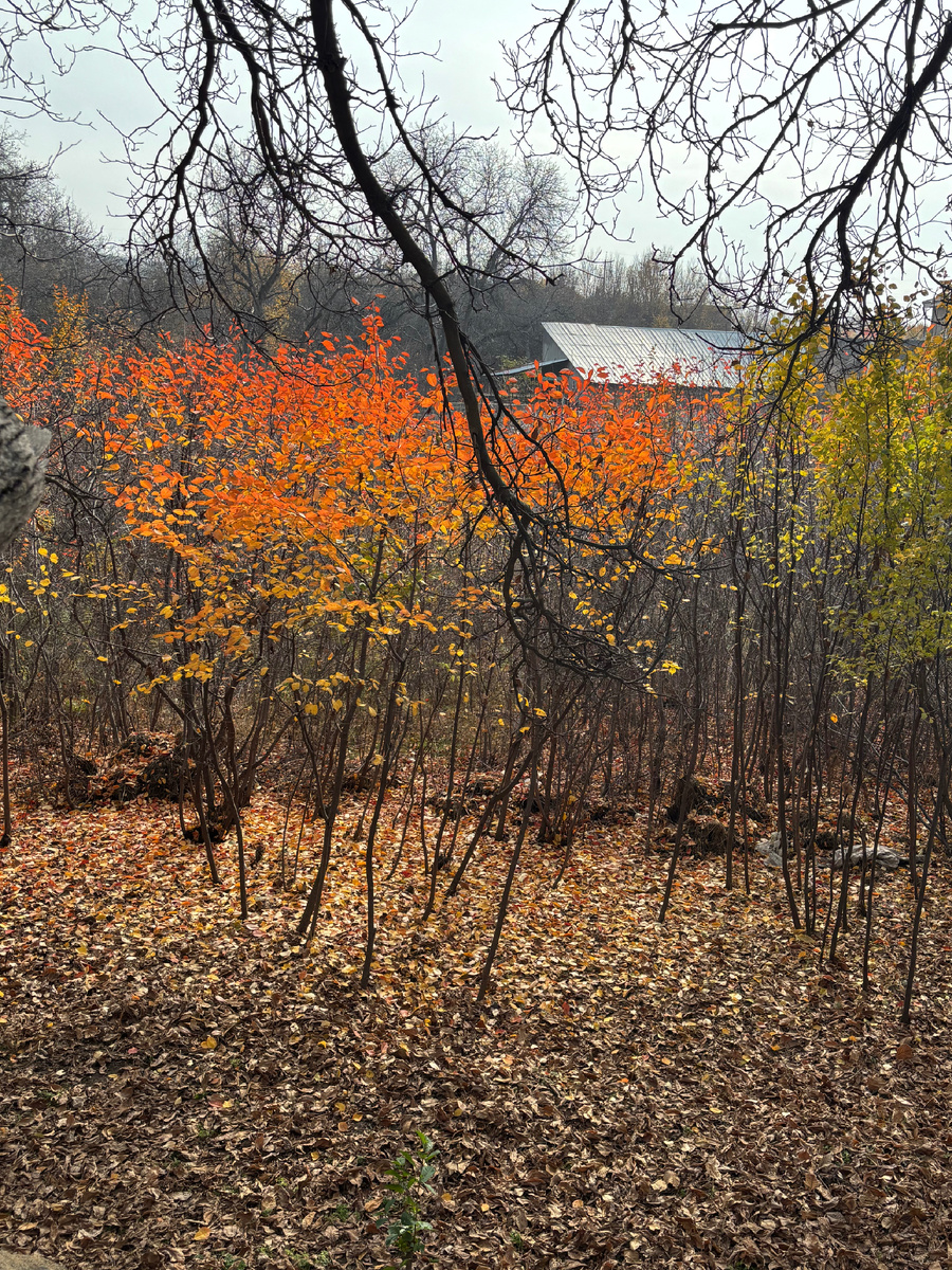 Осень в деревне