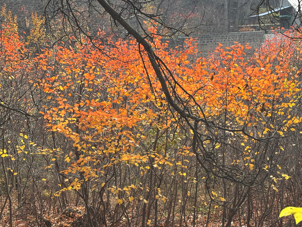 Осень в Дзорахбюре