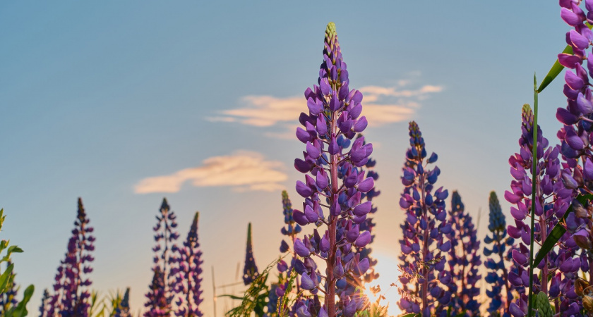    Цветок для северных регионов с суровым климатом: не боится любых заморозков, устойчив к ветрам