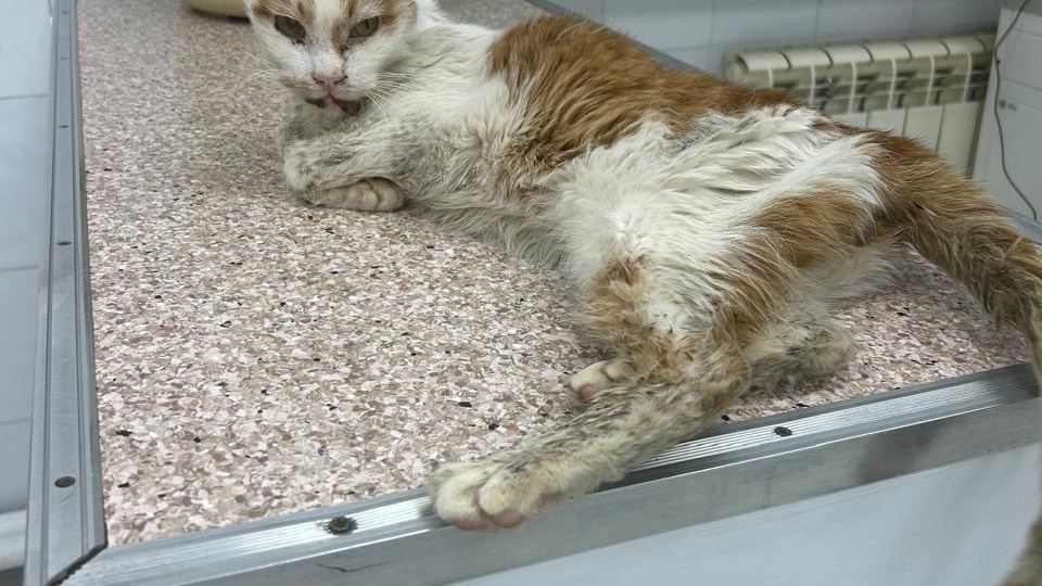 Знакомство с котом Семёном