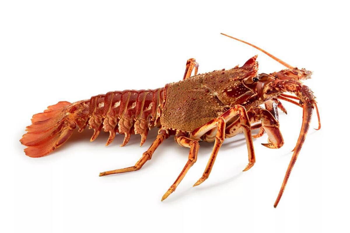 Фото с сайта: https://razrisyika.ru/img/cat-langust-9571