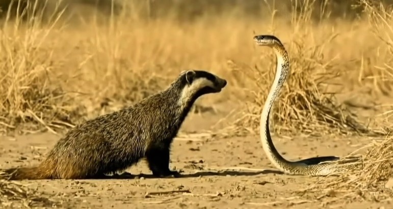 Столкновение медоеда с ядовитой коброй.