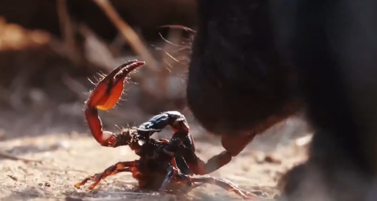 Скорпион становится легкой добычей.