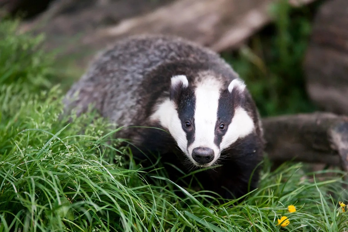 Фото с сайта: https://uk.news.yahoo.com/badger-culls-have-led-to-thousands-of-animals-dying-in-immense-painvet-warns-200349605.html?guccounter=1