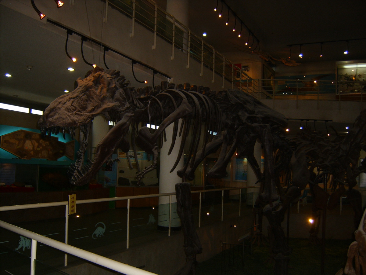 Скелет динозавра в полный рост. Фотография автора канала