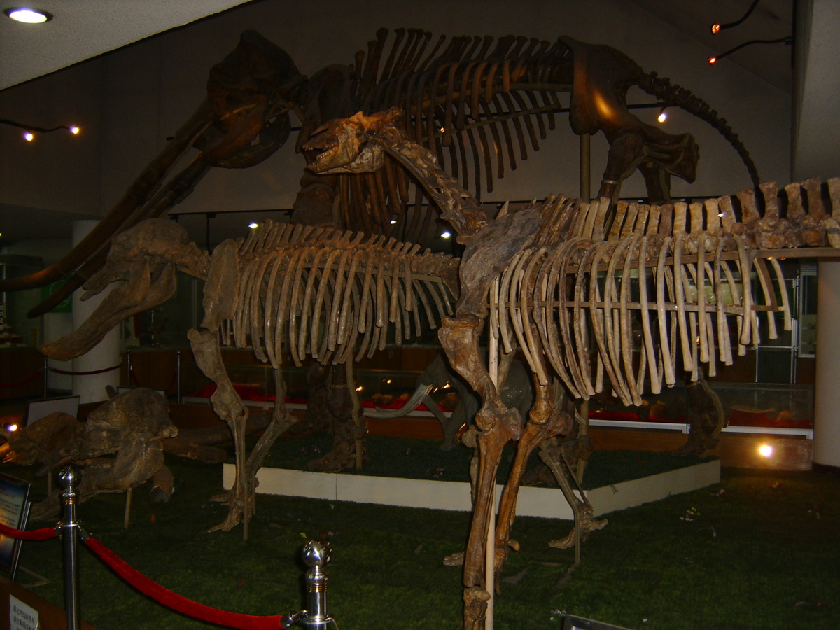 Скелеты крупных древних млекопитающих. Фотография автора канала