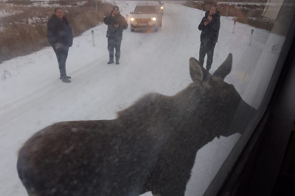    Фото: Любить Новосибирск \ Telegram