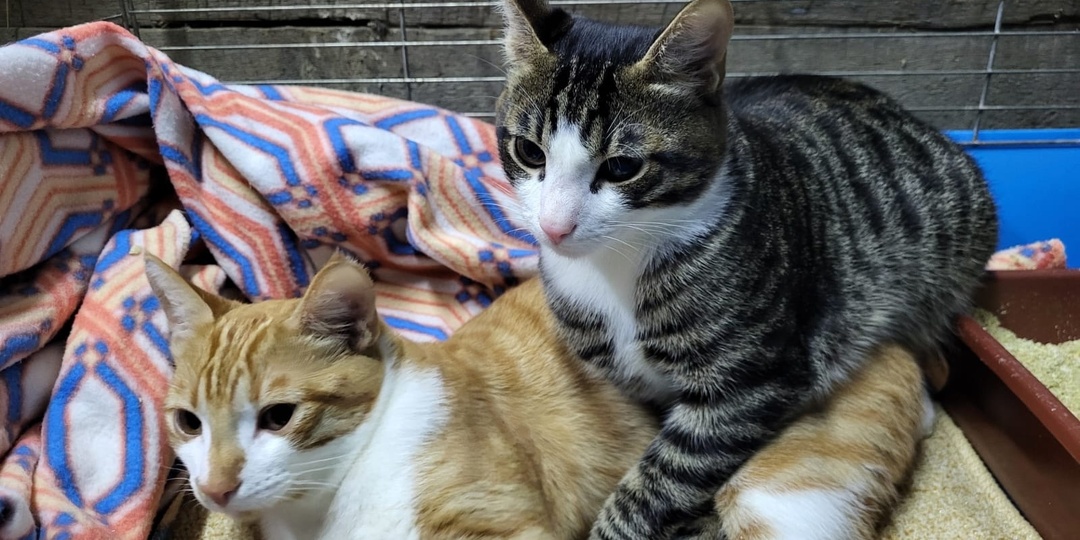 «Люди наигрались и выкинули их»: в Архангельске ищут дом для котов-неразлучников, преданных семьёй