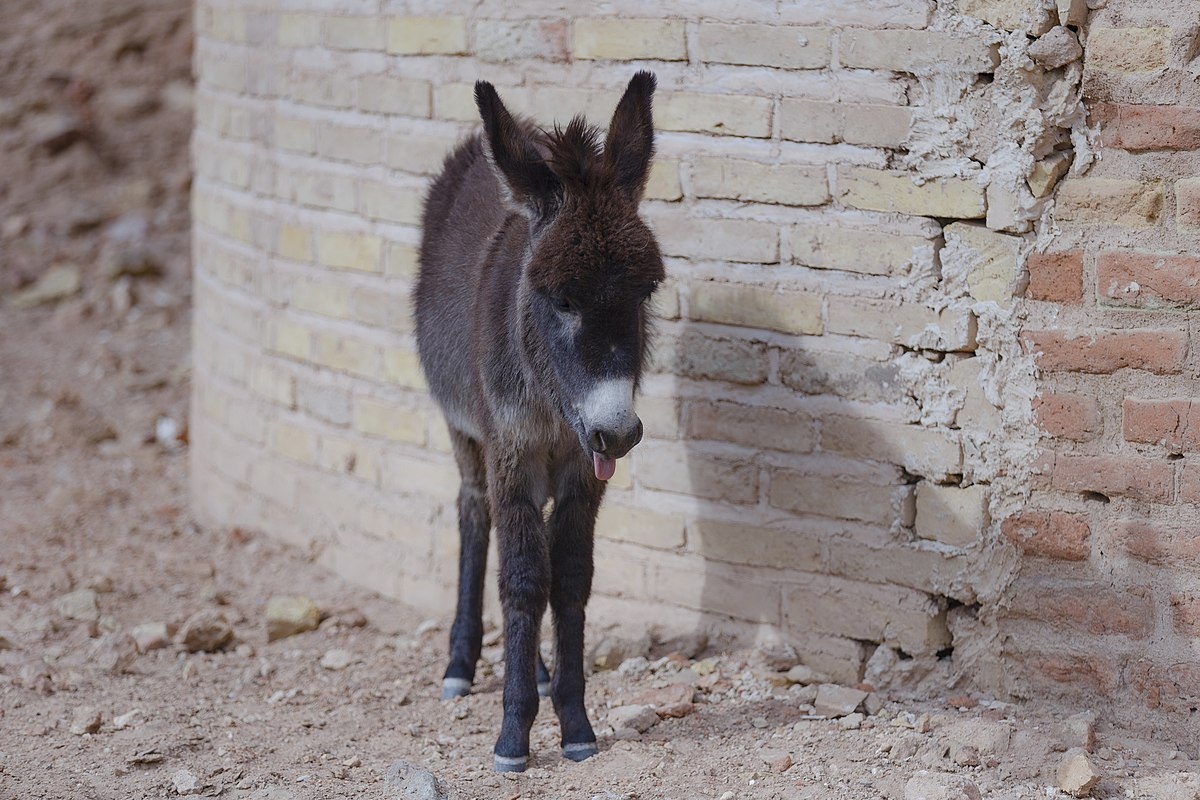 Фото с сайта: https://en.wiktionary.org/wiki/File:کره_خر.jpg