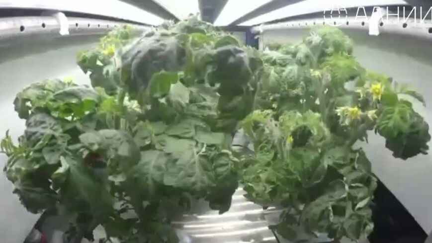    Кадр видео t.me/aari_official