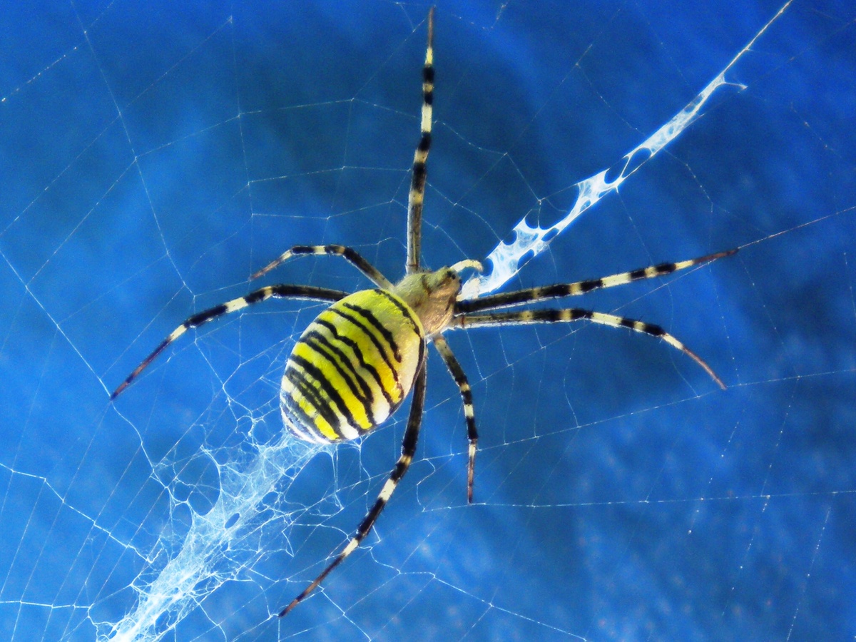 Именно эта тонкая нить — билет в путешествие на сотни километров.