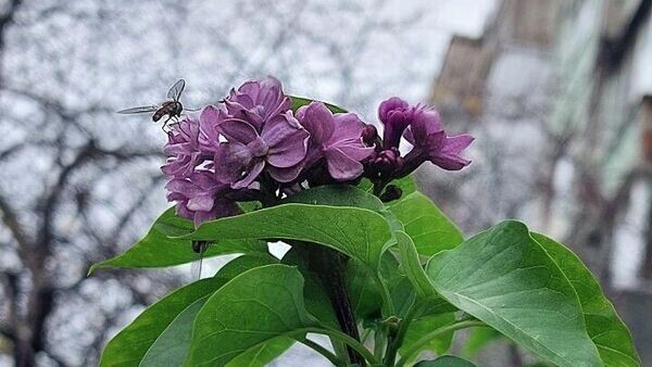    © РИА Новости Крым