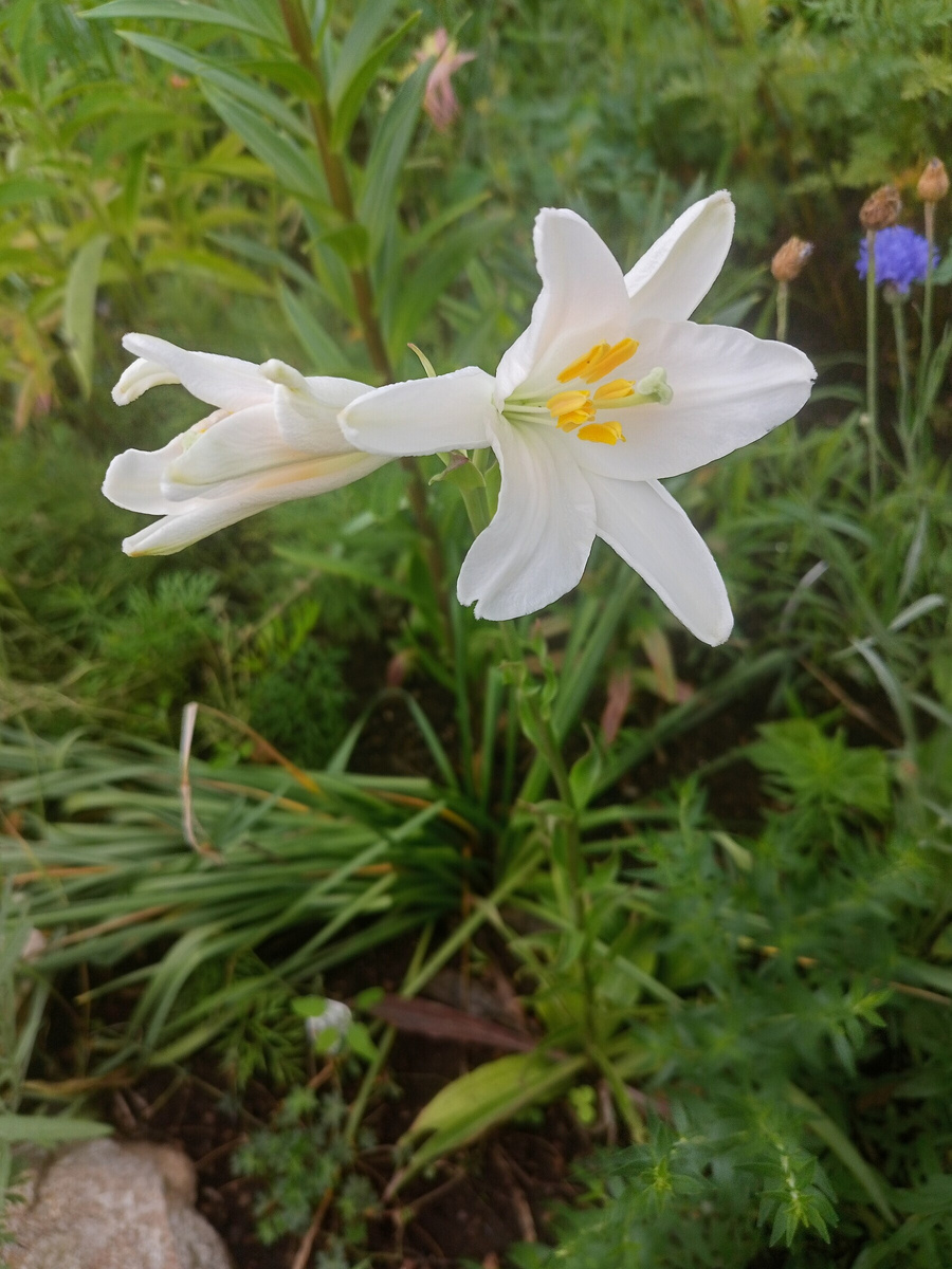 Первое цветение. 2024 год