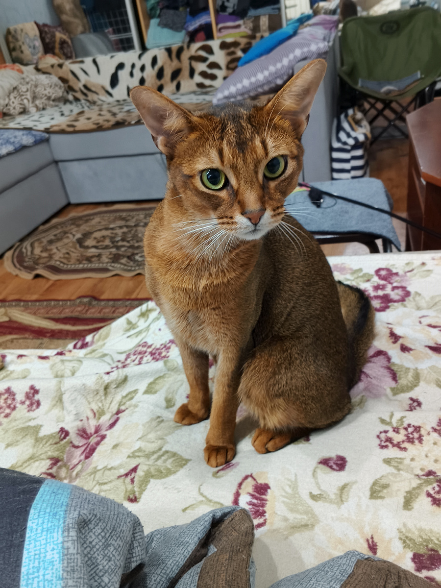 Маврик тоже говорит– пиши статьи!